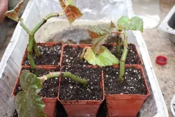 秋海棠能耐寒多少，可耐寒10℃