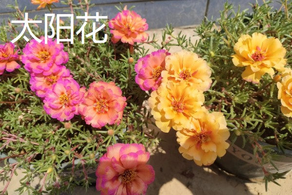 松叶菊和太阳花的区别是什么，科属和叶片均不同