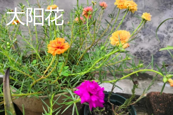 松叶菊和太阳花的区别是什么，科属和叶片均不同