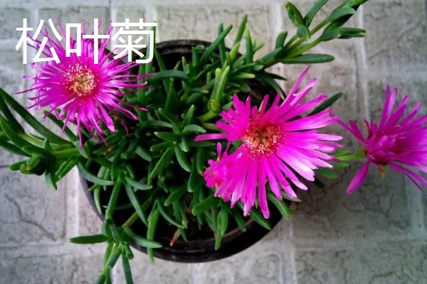 松叶菊和太阳花的区别是什么，科属和叶片均不同
