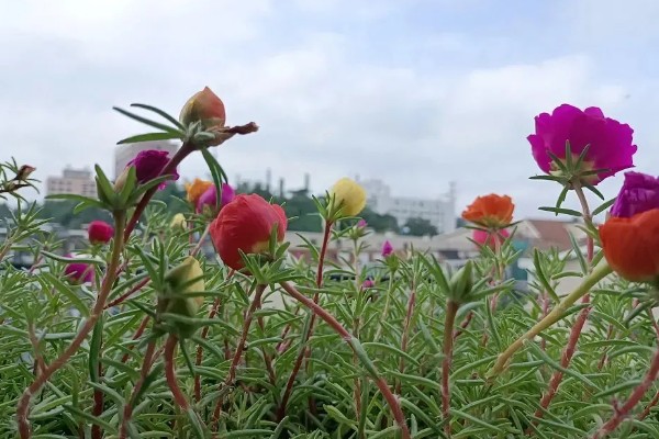 松叶菊和太阳花的区别是什么，科属和叶片均不同
