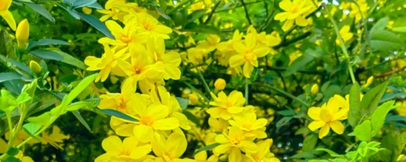 适合东北养的花有哪些，常见的有迎春花、丁香花等