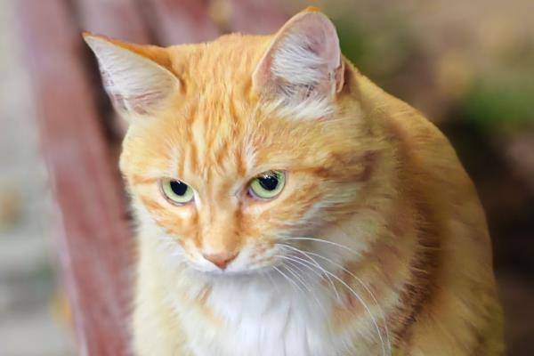 猫咪上火症状，具有鼻头干燥、尿黄等表现