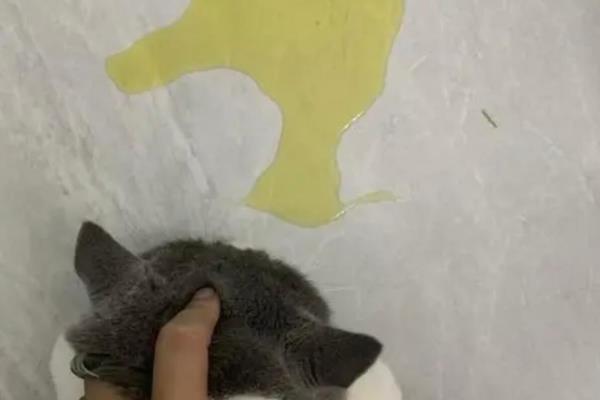 猫咪上火症状，具有鼻头干燥、尿黄等表现