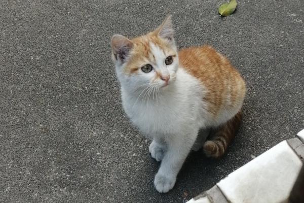 猫咪上火症状，具有鼻头干燥、尿黄等表现