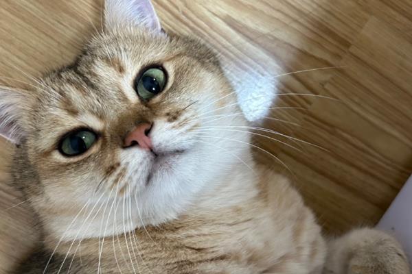 猫咪上火症状，具有鼻头干燥、尿黄等表现