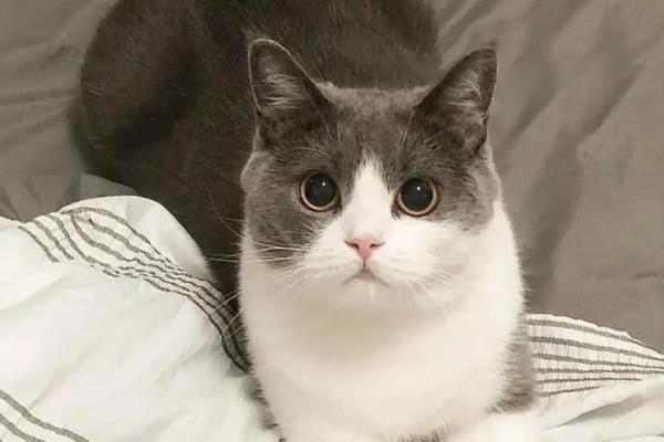 猫咪上火症状，具有鼻头干燥、尿黄等表现