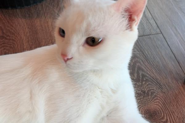 猫咪上火症状，具有鼻头干燥、尿黄等表现