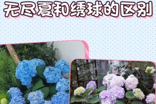 八仙绣球和无尽夏的区别，叶子和开花位置均不同