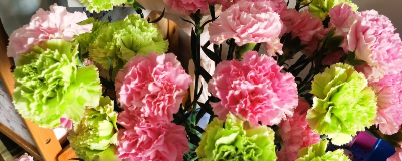 康乃馨能不能晒太阳，可以晒但不能暴晒