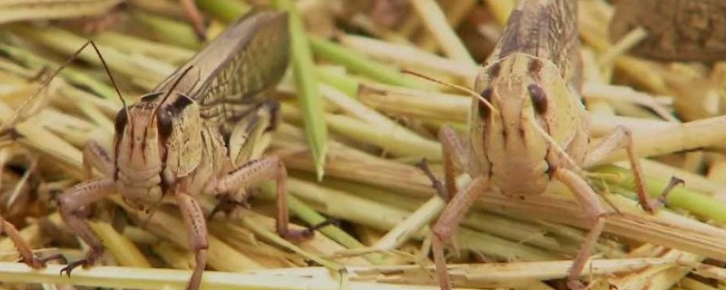 蝗虫怎么养殖，虫卵孵化时要撒播麦种为幼虫准备食物