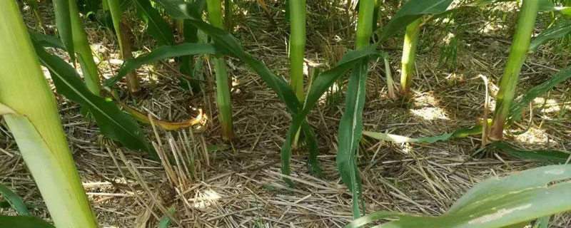 燕龙959玉米种子特征特性,生育期138天