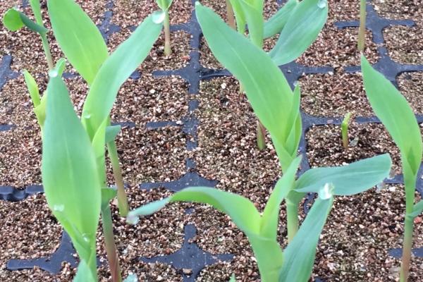 燕甜糯1825玉米种子介绍,生育期95天