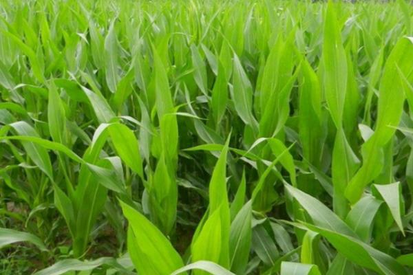 燕龙959玉米种子特征特性,生育期138天