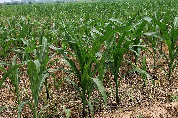 宁单64号玉米种子介绍，采用全膜双垄沟播种植