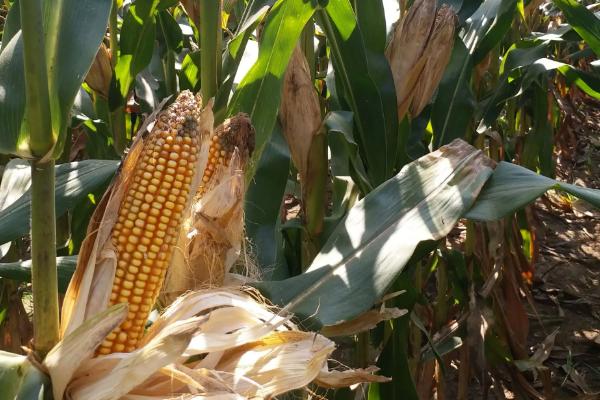 燕龙959玉米种子特征特性,生育期138天