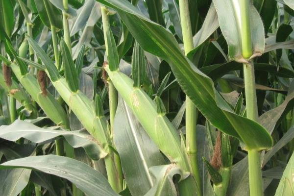 宁单64号玉米种子介绍，采用全膜双垄沟播种植