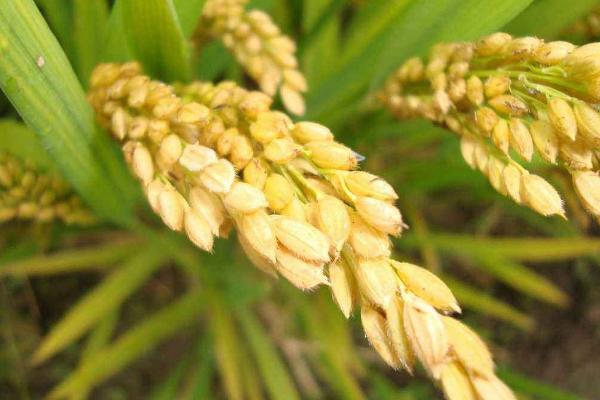 特优航3号水稻种子简介,该品种属感温型三系杂交水稻