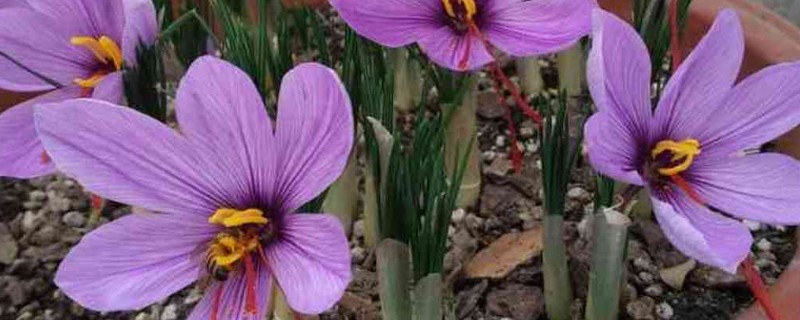 盆栽藏红花的条件，每隔3-5天给植株浇一次水