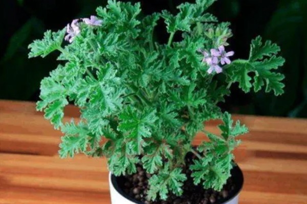 驱蚊草有毒吗,是无毒性的