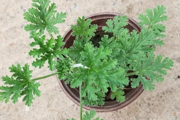 驱蚊草有毒吗,是无毒性的