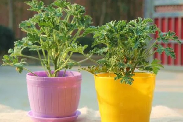 驱蚊草有毒吗,是无毒性的