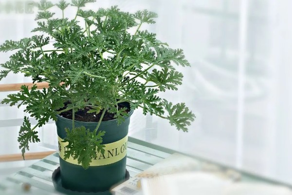 驱蚊草有毒吗,是无毒性的