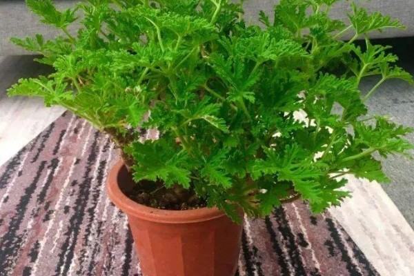 驱蚊草有毒吗,是无毒性的