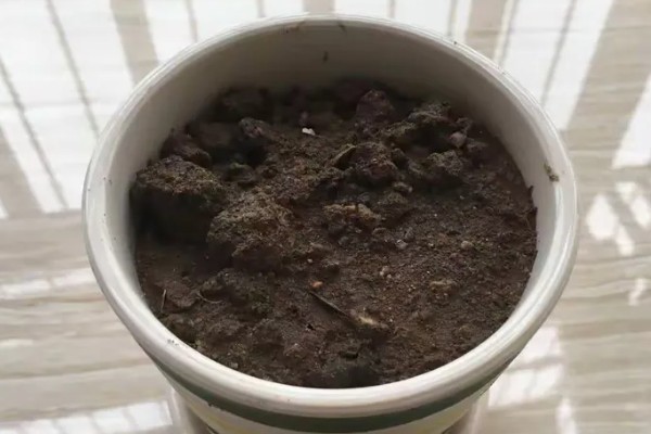 怒涛的播种方法，撒播后浇水覆膜