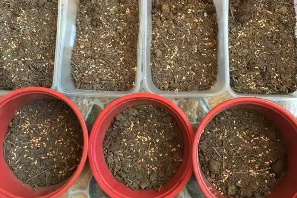 怒涛的播种方法，撒播后浇水覆膜