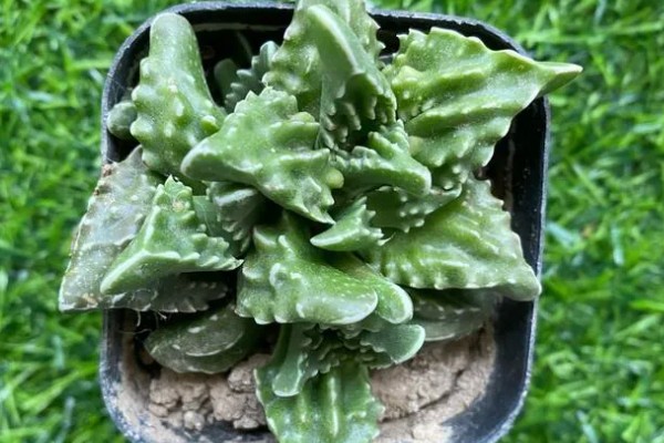 怒涛的播种方法，撒播后浇水覆膜