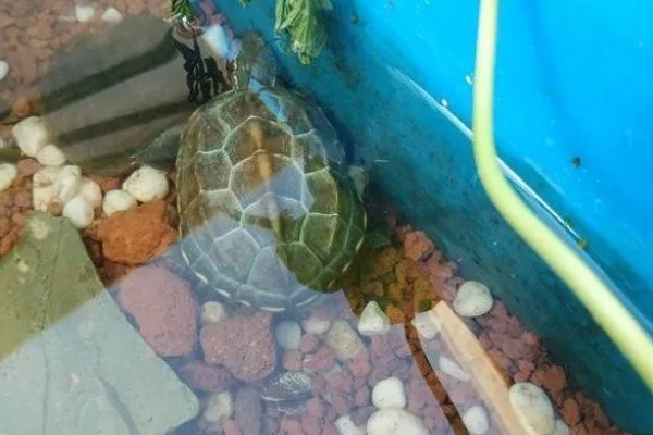 如何饲养1至2厘米的草龟，勤晒太阳可以增强抵抗力
