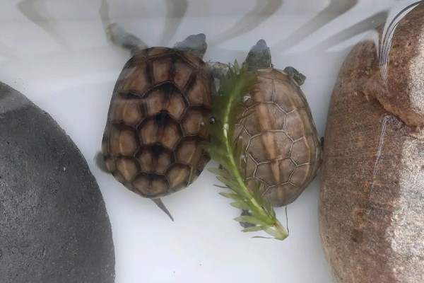 如何饲养1至2厘米的草龟，勤晒太阳可以增强抵抗力