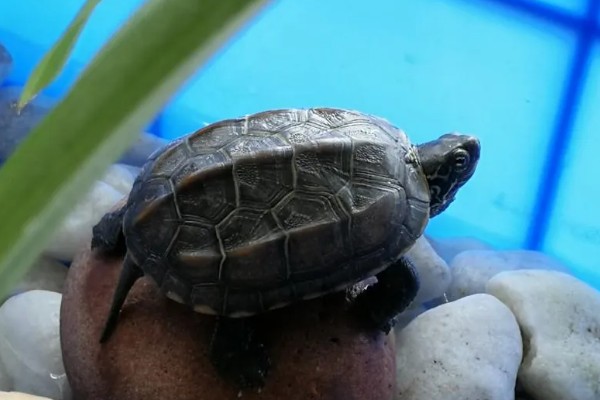 如何饲养1至2厘米的草龟，勤晒太阳可以增强抵抗力