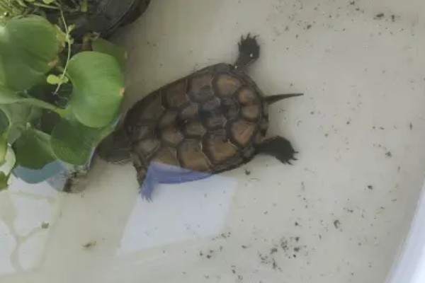 如何饲养1至2厘米的草龟，勤晒太阳可以增强抵抗力
