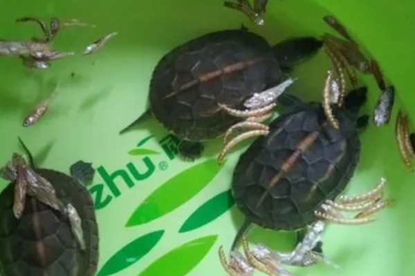 如何饲养1至2厘米的草龟，勤晒太阳可以增强抵抗力