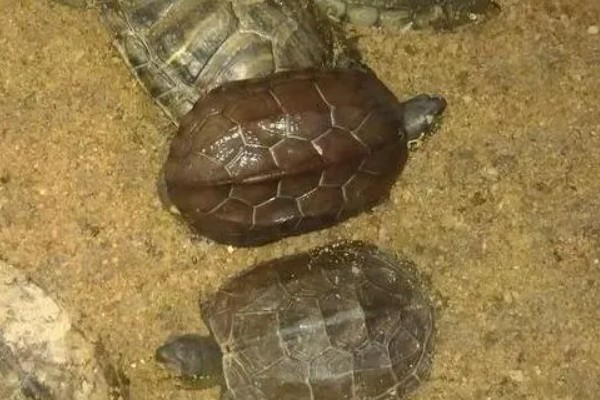 如何饲养1至2厘米的草龟，勤晒太阳可以增强抵抗力