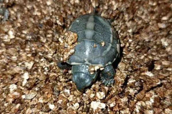 如何饲养1至2厘米的草龟，勤晒太阳可以增强抵抗力