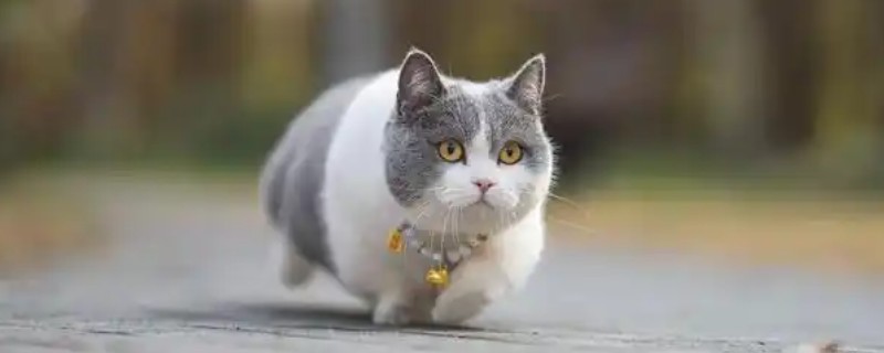 猫用嘴呼吸是否正常，可能是口腔疾病、呼吸道感染等原因引起