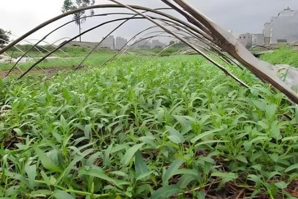 空心菜是什么科，是旋花科草本植物