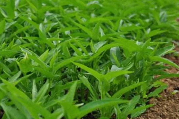 空心菜是什么科，是旋花科草本植物