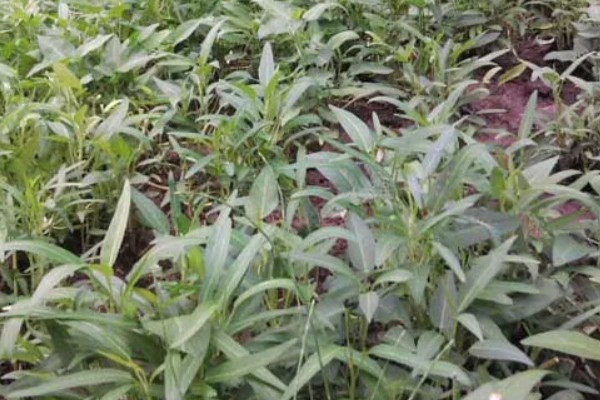 空心菜是什么科，是旋花科草本植物