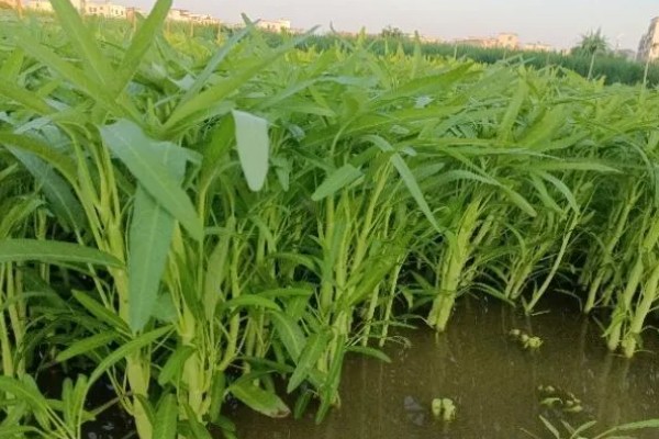 空心菜是什么科，是旋花科草本植物