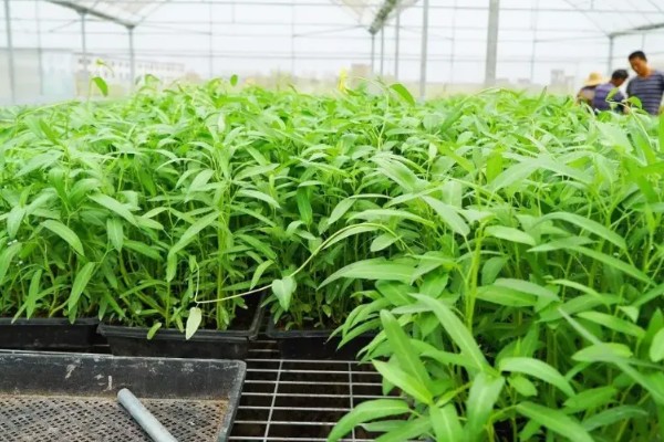空心菜是什么科，是旋花科草本植物