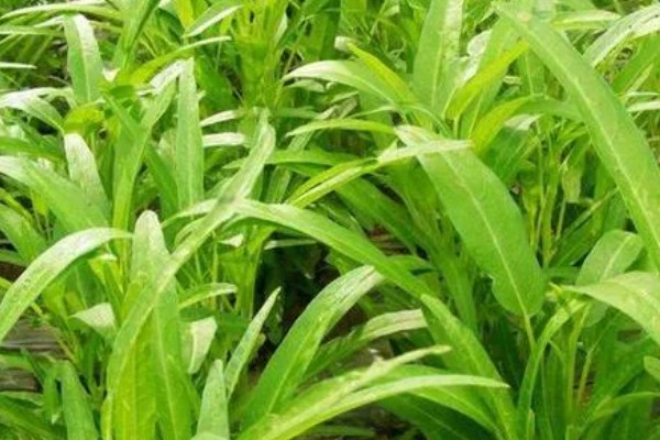 空心菜是什么科，是旋花科草本植物