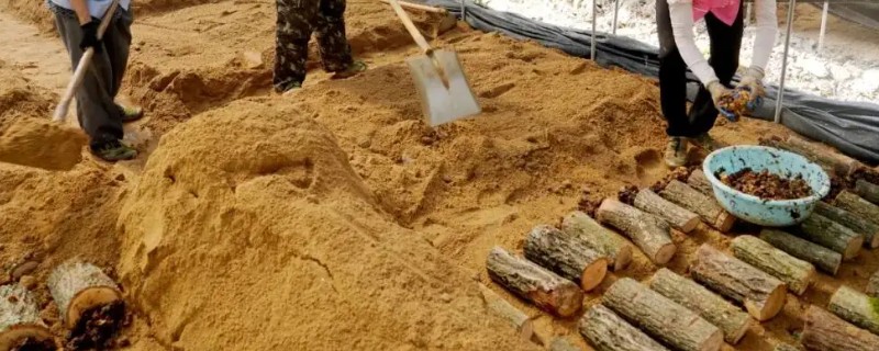天麻如何种植，最好使用生荒地种植