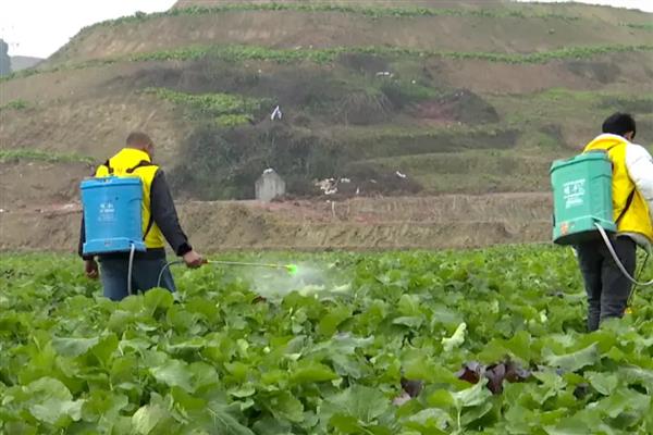 油菜的收割时间，一般是5月份开始收割