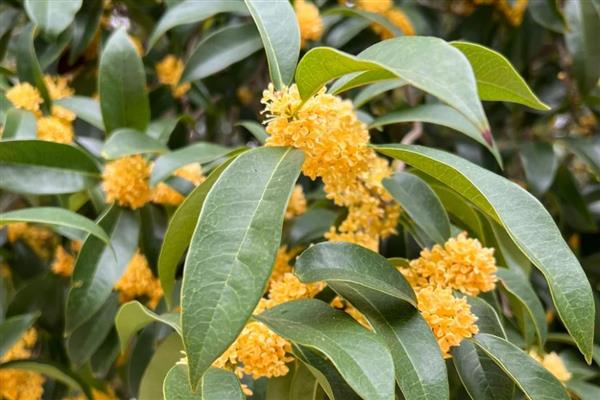 植物秋季有什么变化，不同品种会在此时开花、成熟、落叶