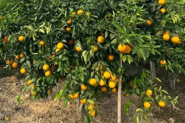 植物秋季有什么变化，不同品种会在此时开花、成熟、落叶