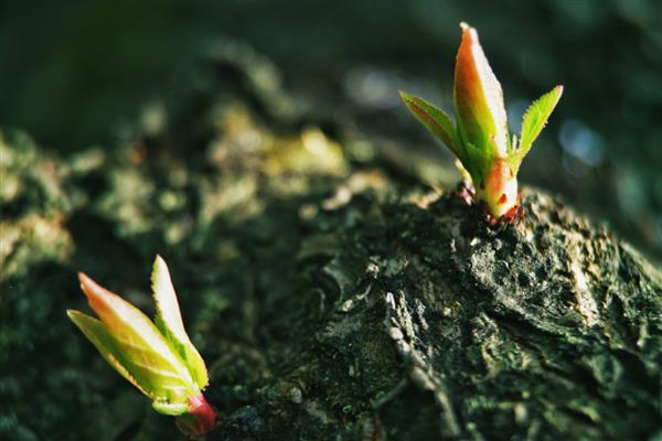 植物秋季有什么变化，不同品种会在此时开花、成熟、落叶